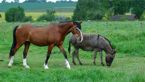 cruzamento de cavalo com jumenta nasce o que|Bardoto – Wikipédia, a enciclopédia livre